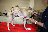 WHIPPET - GARROT PRISE DE SANG 157
